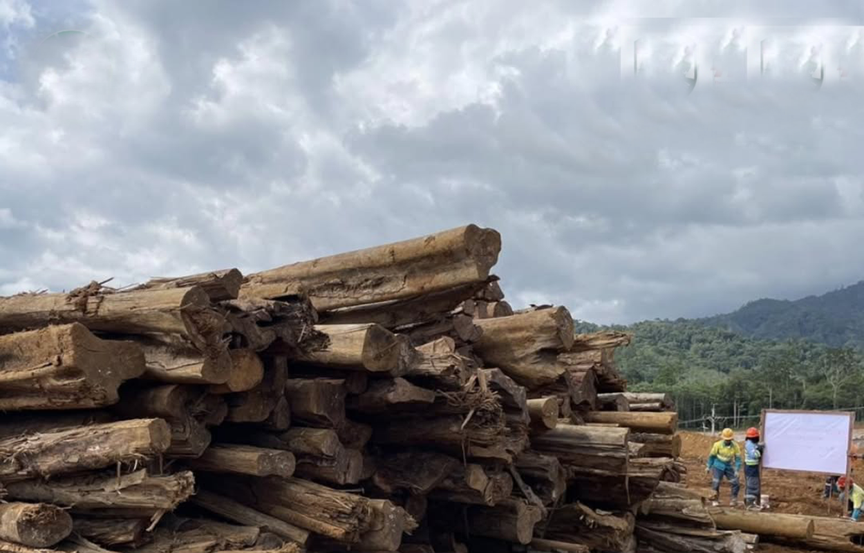 Bongkar Jejaring Kejahatan Hutan: Kemenhut Selidiki Indikasi Pencucian Kayu Ilegal di Sumut