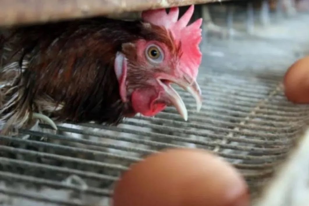 Kabar Baik !! Peternak Ayam di Sumut Dapat Pasokan Jagung SPHP, Harga Telur Bisa Stabil