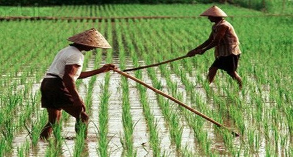 Peluang Pertanian Organik di Sumatera Utara: Harapan Baru di Tengah Krisis Iklim