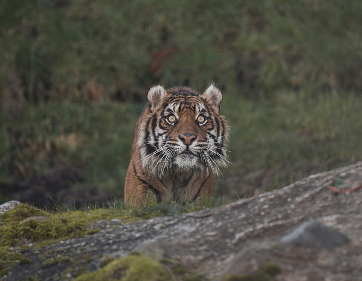Habitat Terusik Pascabencana, Induk dan Anak Harimau Sumatera Teror Warga Angkola Sangkunur