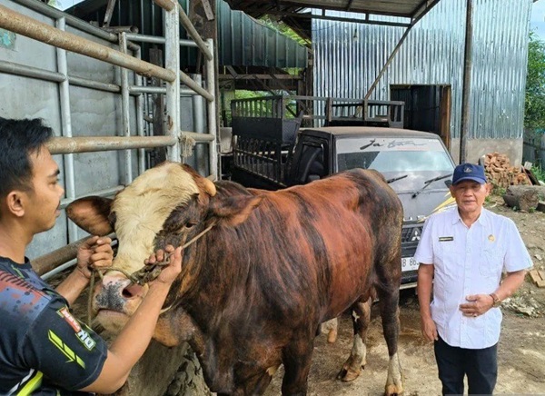 Dinas Pertanian Madina Periksa Kesehatan Sapi Kurban Bantuan Presiden Prabowo