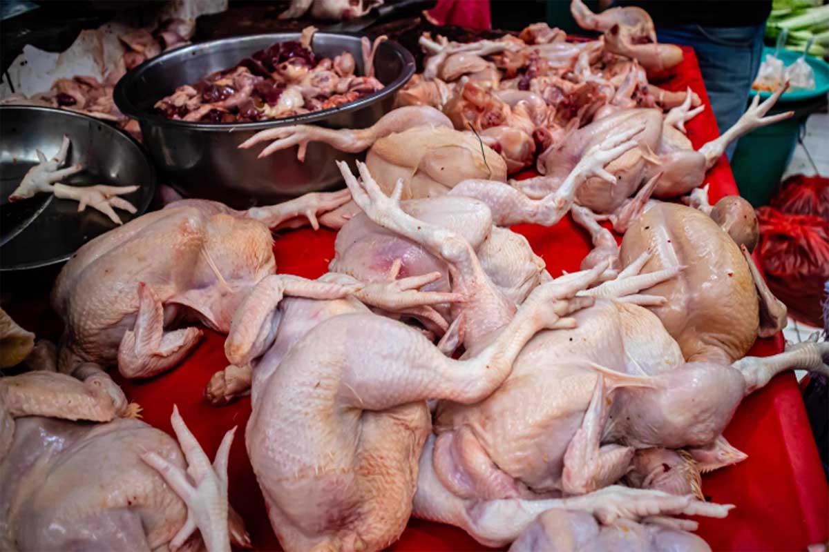 Emak-emak Menjerit! Harga Ayam di Sumut Tembus Rp45 Ribu Jelang Ramadan, Tanjung Balai Tertinggi