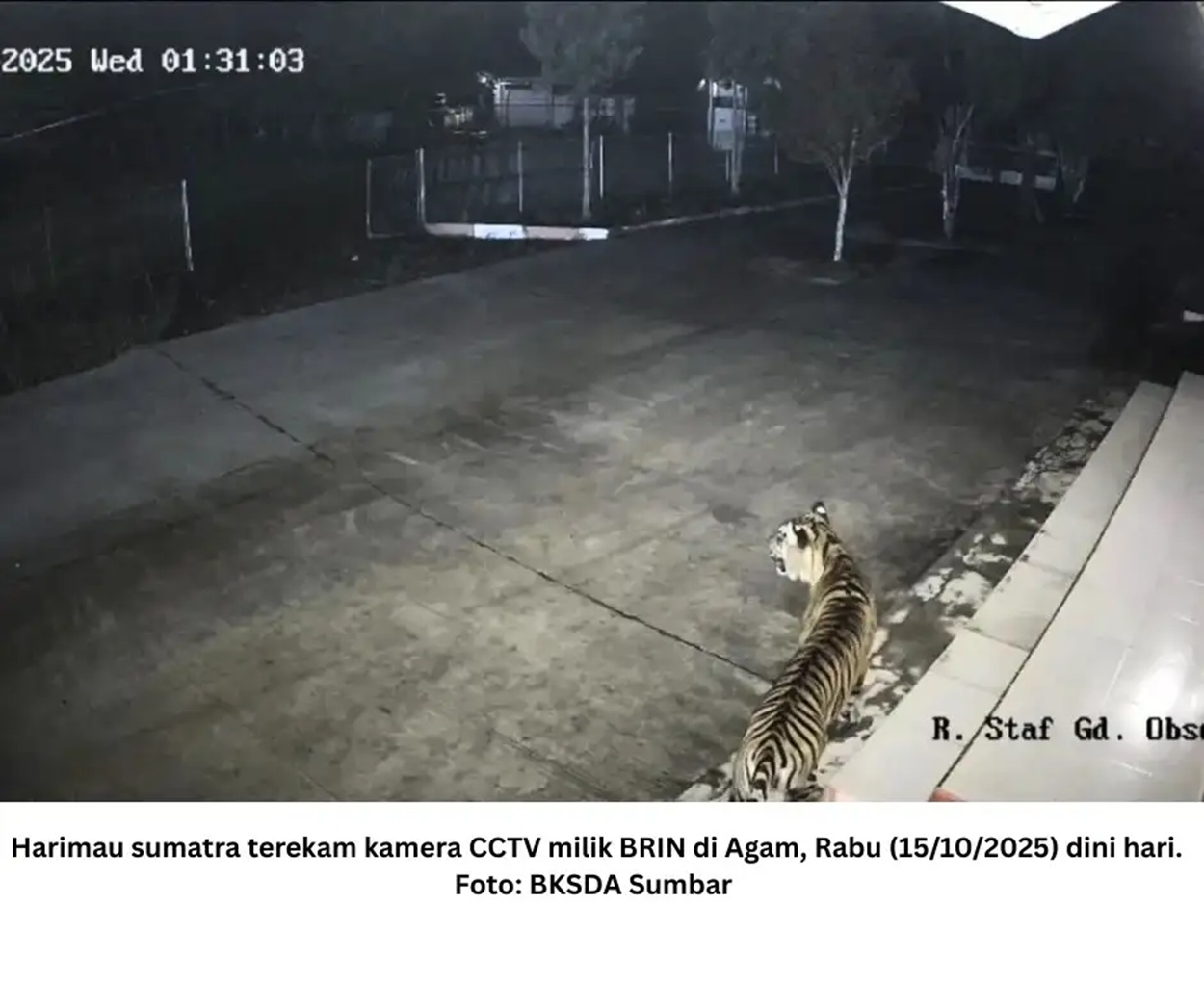 Harimau dan Macan Tutul Muncul di Kantor dan Hotel, BRIN: Pertanda Hutan Indonesia Terancam