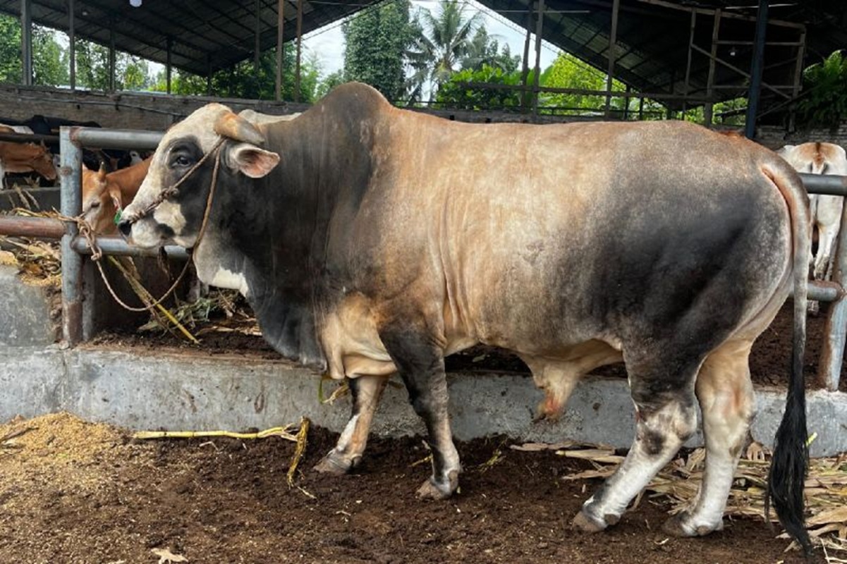 Sapi Kurban Presiden Prabowo untuk Medan Capai 1 Ton, Akan Disembelih di Belawan