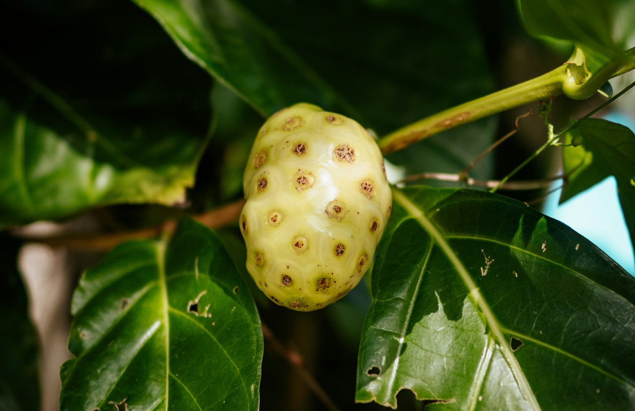 Mengkudu: Rahasia Pahit di Balik Khasiat Alami Penurun Darah Tinggi dan Imunitas