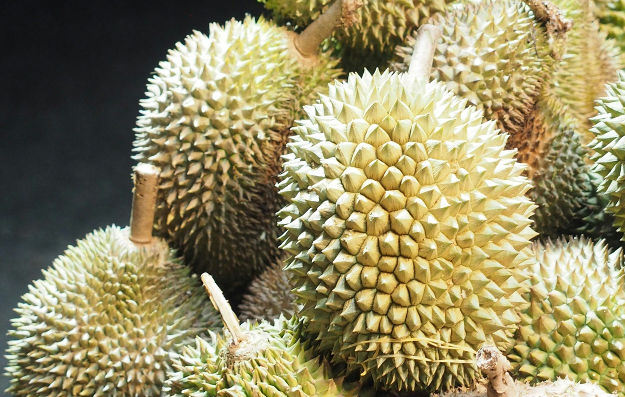 Ampuh Lawan Parasit Malaria, Buah Cempedak Simpan Nutrisi Dahsyat untuk Jantung