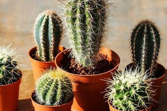 Rekomendasi Tanaman Meja yang Bikin Kantormu Lebih Chill dan Instagramable