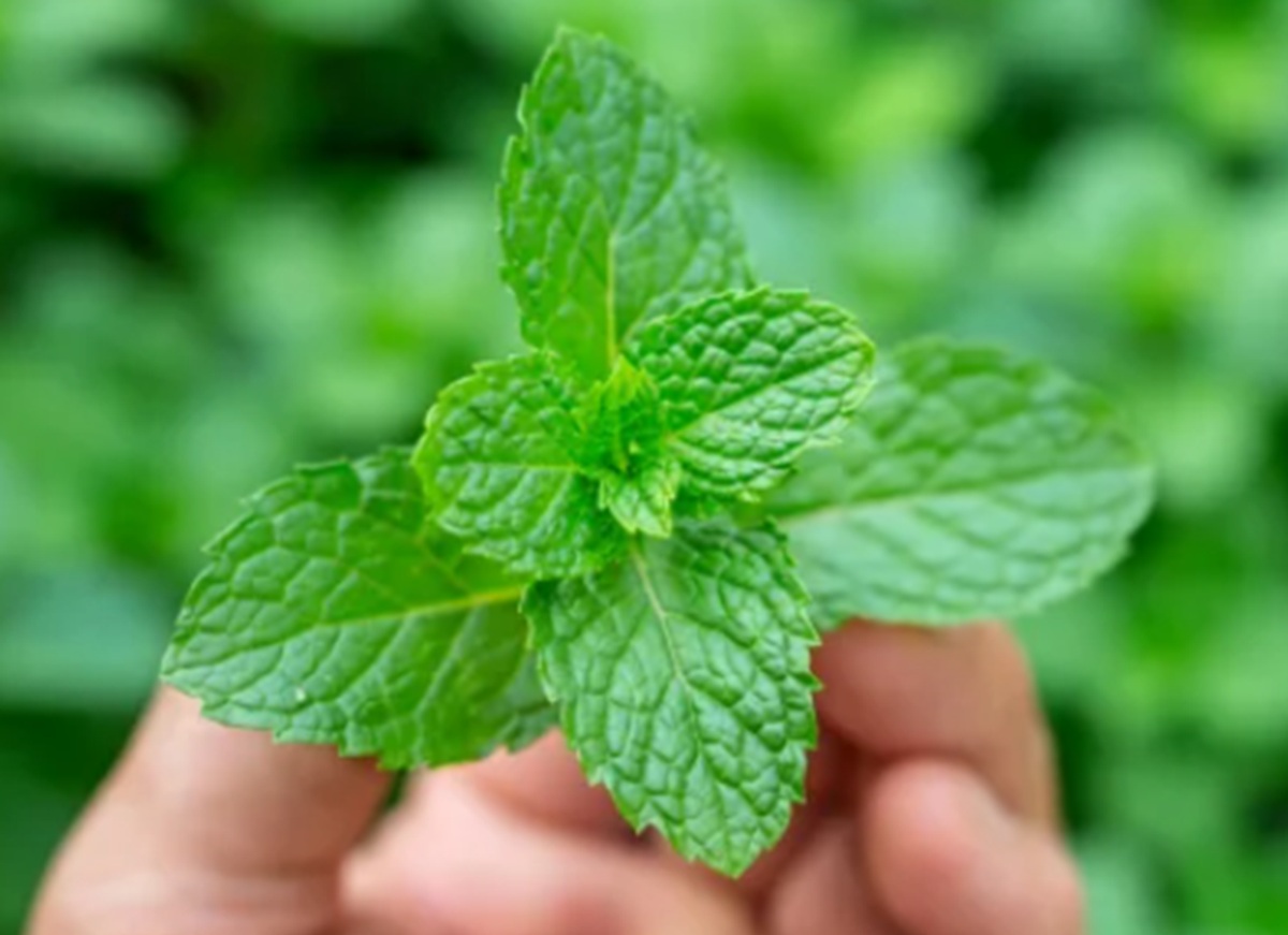 Studi Pembuktian Herbal: Ekstrak Daun Mint Mampu Redakan Gangguan Usus Besar