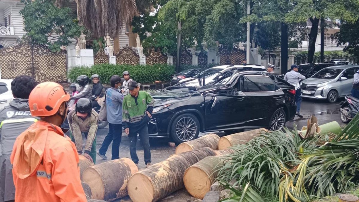 Pohon Palem Tumbang di Pondok Indah Timpa Mobil Lexus, Satu Orang Tewas