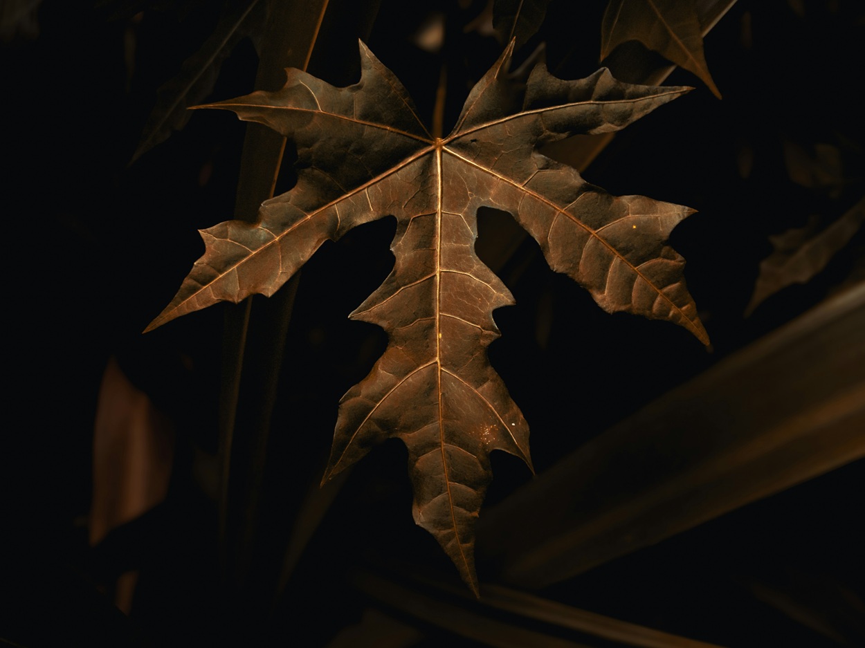 Daun Pepaya: Pahitnya Menguntungkan, Khasiatnya Luar Biasa untuk Tubuh