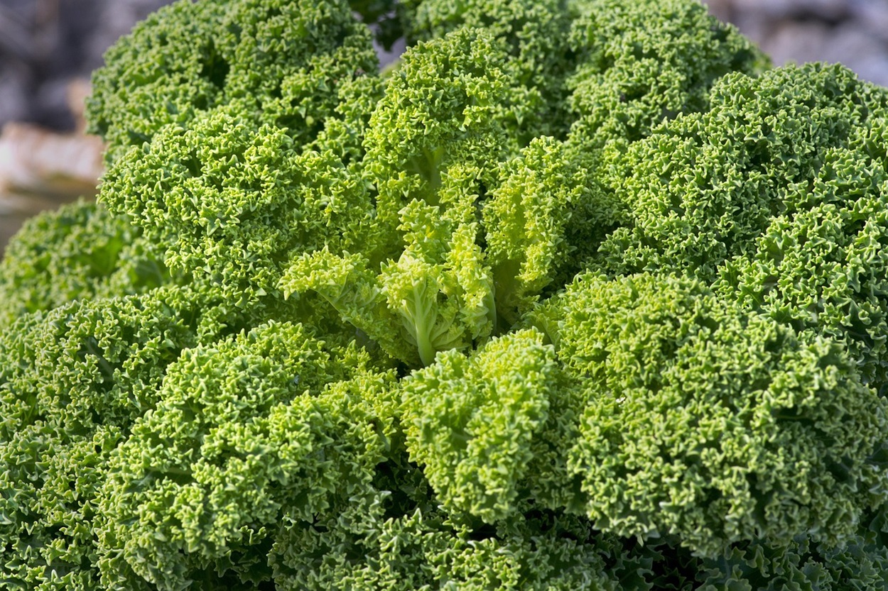 Selain Segar, Kale Bermanfaat Bagi Kesehatan Jantung dan Metabolisme Tubuh