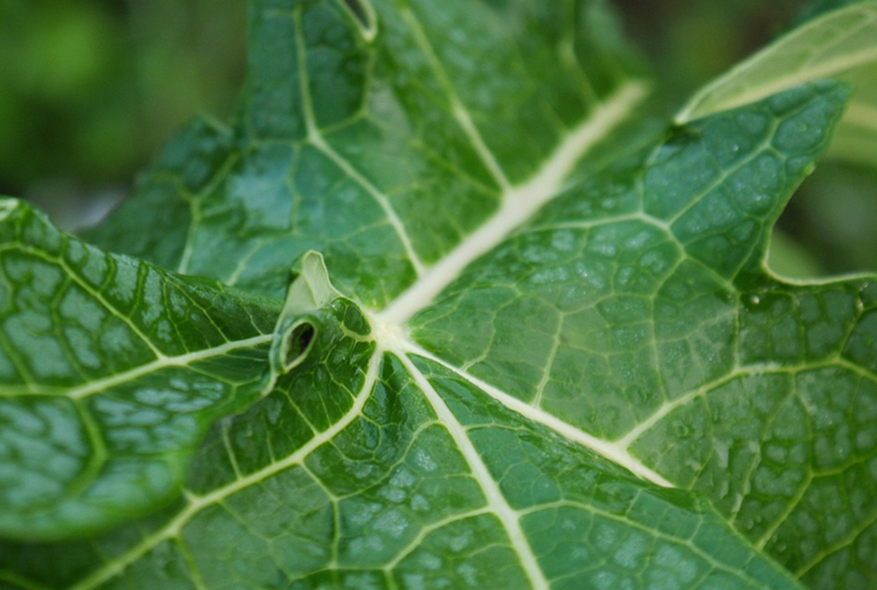 Mengatasi Rasa Pahit Daun Pepaya: Kunci Mengolah Sayur Kates Jadi Lezat