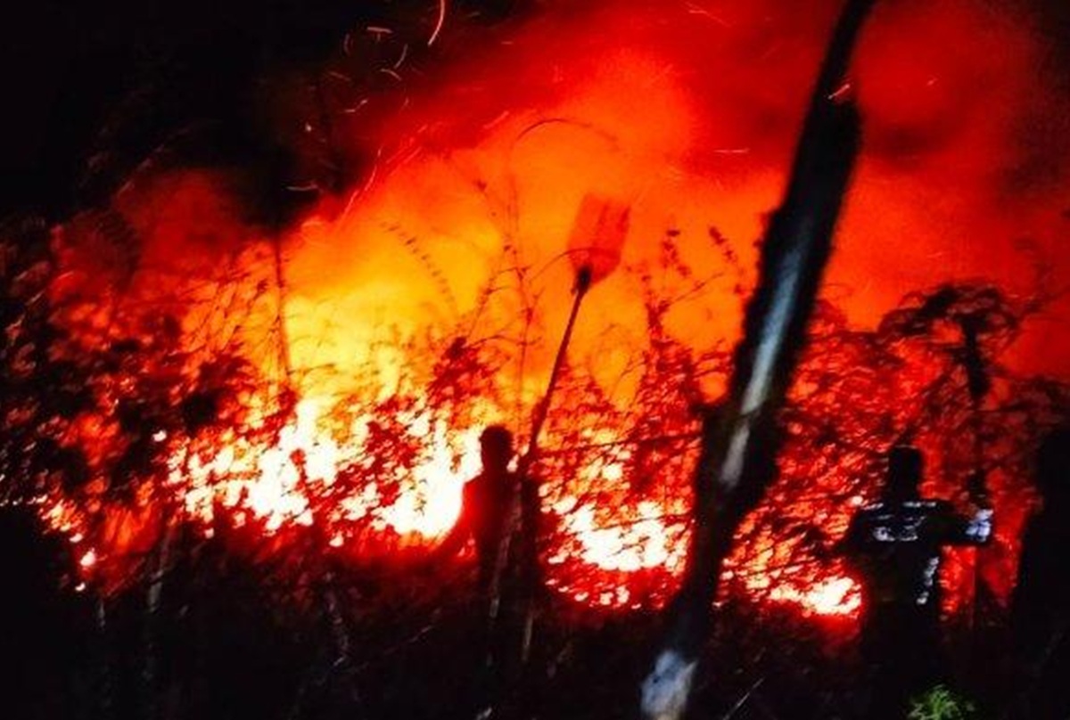 248 Hektare Lahan di Sumatera Utara Hangus Terbakar, Labuhanbatu Terparah