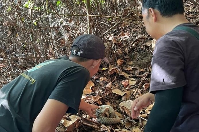 Viral Satwa Dilindungi !! Trenggiling Dievakuasi dan Dilepasliarkan di Sumut