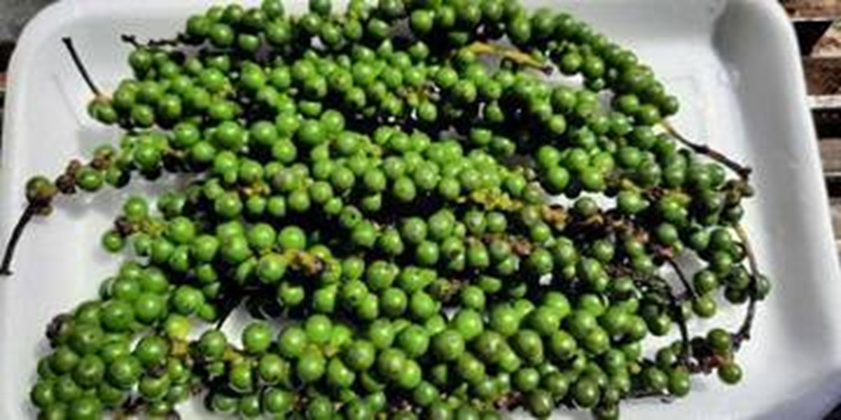 5 Obat Herbal Khas Sumut untuk Atasi Masuk Angin, Nomor 3 Jarang Diketahui tapi Manjur