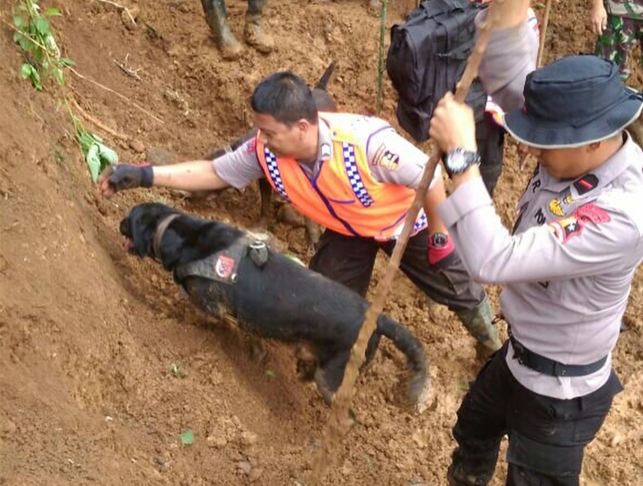 Maksimalkan Pencarian Korban Longsor Sibolga, Tim K-9 Polri Dikerahkan Sisir Titik Tertimbun