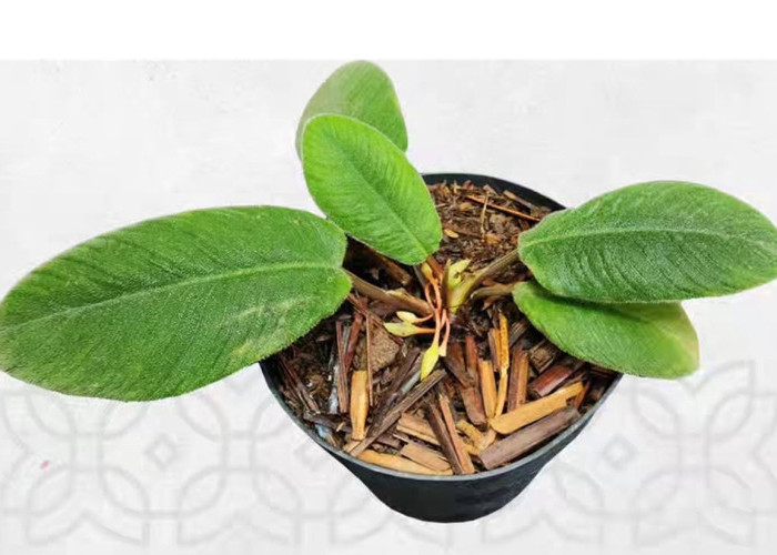 Penemuan Homalomena lingua-felis di Tapanuli: Spesies Baru dengan Daun Unik Mirip Lidah Kucing