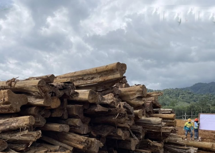 Bongkar Jejaring Kejahatan Hutan: Kemenhut Selidiki Indikasi Pencucian Kayu Ilegal di Sumut