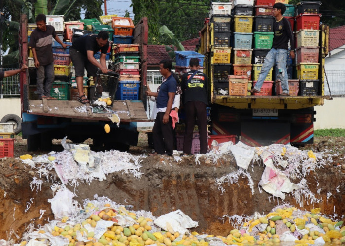 Selundupkan 14,6 Ton Mangga Asal Thailand, 4 WNI Diamankan di Sumut