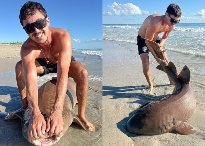Aksi Seru Catch-and-Release Hiu Raksasa oleh Angler Florida, @JunoBrandon Menjadi Viral