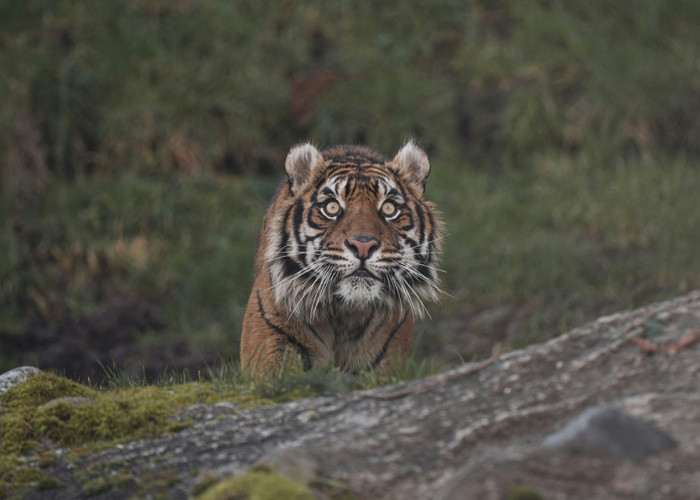 Habitat Terusik Pascabencana, Induk dan Anak Harimau Sumatera Teror Warga Angkola Sangkunur