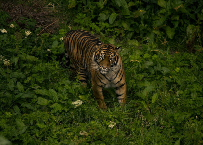 Mencekam! Auman Keras Diduga Harimau Sumatera Kejutkan Pekerja Perkebunan di Tapanuli Selatan