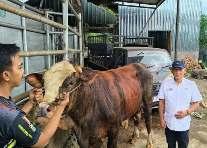 Dinas Pertanian Madina Periksa Kesehatan Sapi Kurban Bantuan Presiden Prabowo