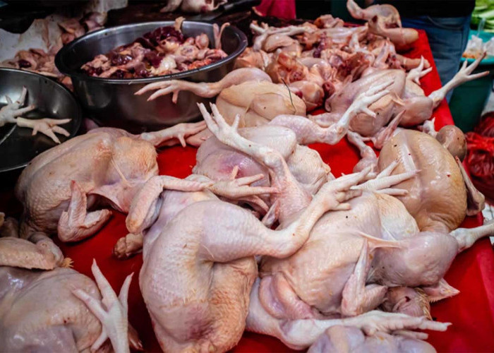 Emak-emak Menjerit! Harga Ayam di Sumut Tembus Rp45 Ribu Jelang Ramadan, Tanjung Balai Tertinggi