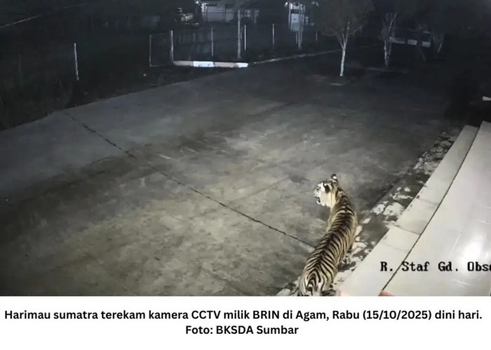 Harimau dan Macan Tutul Muncul di Kantor dan Hotel, BRIN: Pertanda Hutan Indonesia Terancam