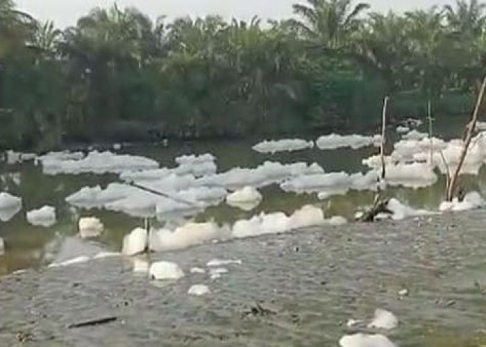 Viral di Media Sosial !! Busa Putih Selimuti Sungai Percut hingga Persawahan Warga
