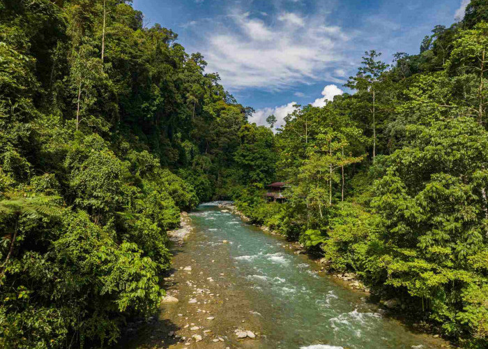 Bukit Lawang, Destinasi Wisata Sumatera Utara untuk Menikmati Alam dan Melihat Orangutan