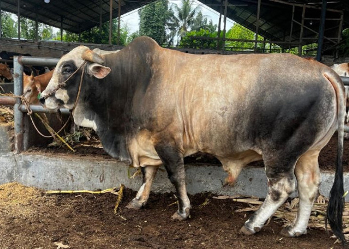 Sapi Kurban Presiden Prabowo untuk Medan Capai 1 Ton, Akan Disembelih di Belawan