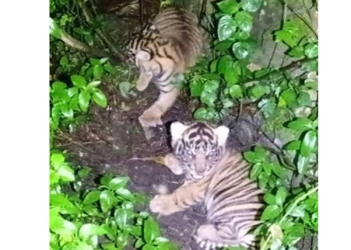 Nunuk dan Ninik Bayi Harimau Kembar Lahir di Sumut, Harapan Baru untuk Konservasi