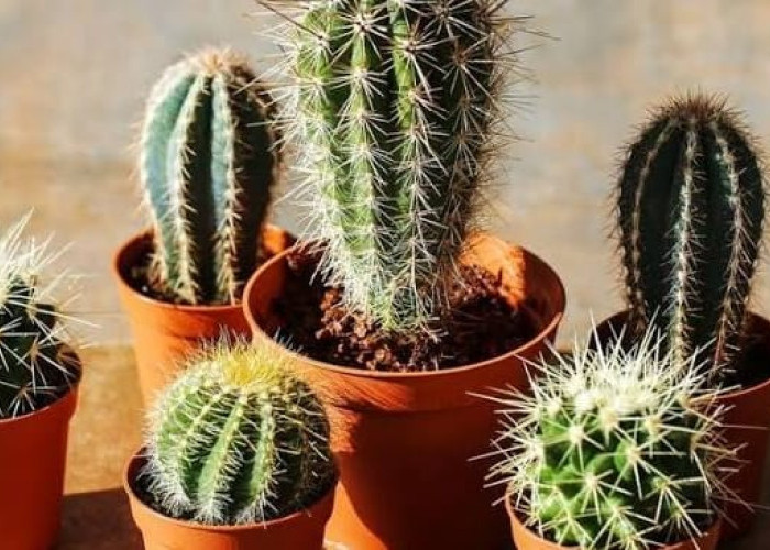 Rekomendasi Tanaman Meja yang Bikin Kantormu Lebih Chill dan Instagramable