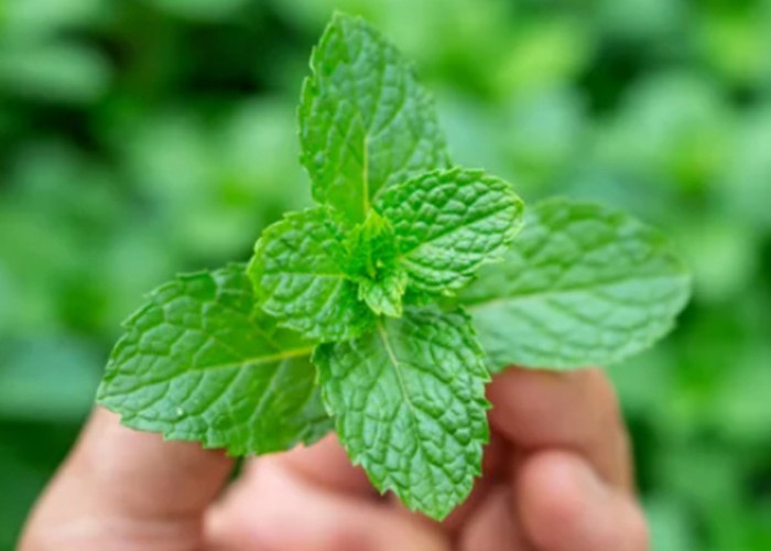 Studi Pembuktian Herbal: Ekstrak Daun Mint Mampu Redakan Gangguan Usus Besar