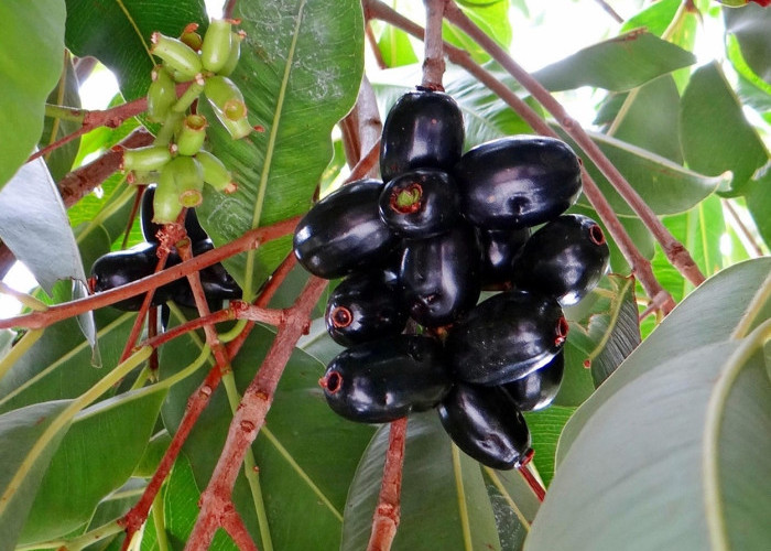 12 Khasiat Buah Jamblang yang Mengejutkan: Dari Jantung Sehat hingga Kulit Awet Muda