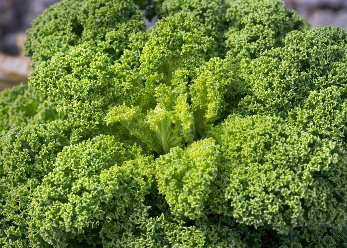 Selain Segar, Kale Bermanfaat Bagi Kesehatan Jantung dan Metabolisme Tubuh