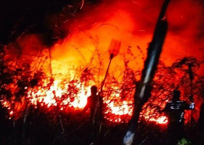 248 Hektare Lahan di Sumatera Utara Hangus Terbakar, Labuhanbatu Terparah