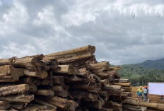 Bongkar Jejaring Kejahatan Hutan: Kemenhut Selidiki Indikasi Pencucian Kayu Ilegal di Sumut