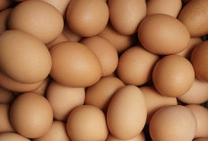 Superfood Terjangkau: Manfaat Luar Biasa Rutin Mengonsumsi Telur Rebus bagi Tubuh