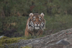 Habitat Terusik Pascabencana, Induk dan Anak Harimau Sumatera Teror Warga Angkola Sangkunur