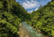 Bukit Lawang, Destinasi Wisata Sumatera Utara untuk Menikmati Alam dan Melihat Orangutan