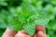 Studi Pembuktian Herbal: Ekstrak Daun Mint Mampu Redakan Gangguan Usus Besar