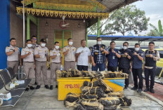 Modus Licik Terbongkar! Ribuan Kulit Biawak Gagal Diselundupkan ke Malaysia Lewat Pelabuhan Teluk Nibung