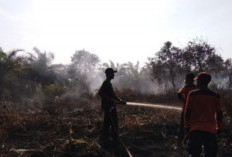 Kebakaran Menerjang Panai Tengah, 5 Hektare Kebun Sawit di Labuhanbatu Hangus