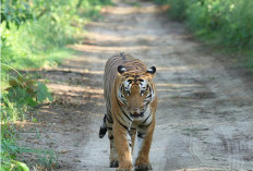 Harimau Sumatera Kembali Teror Warga Angkola Sangkunur, Masuk Pemukiman dan Mangsa Ikan Kolam