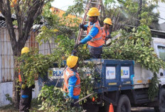 Warga Medan Baru Bersiap, PLN Padamkan Listrik 4 Jam Hari Ini: Cek Daftar Lokasinya!