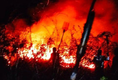 248 Hektare Lahan di Sumatera Utara Hangus Terbakar, Labuhanbatu Terparah