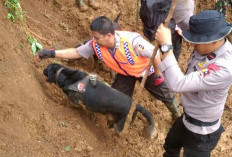 Maksimalkan Pencarian Korban Longsor Sibolga, Tim K-9 Polri Dikerahkan Sisir Titik Tertimbun