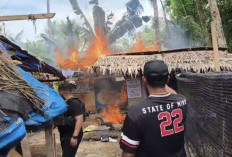 Putus Mata Rantai Peredaran, Polda Sumut Hancurkan 31 Barak dan Sarang Narkoba